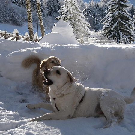 Maso Kofler Villa Rumo Oda fotoğraf